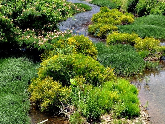 {Hypericum interior}